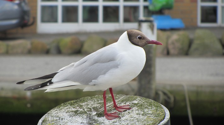 Vogel