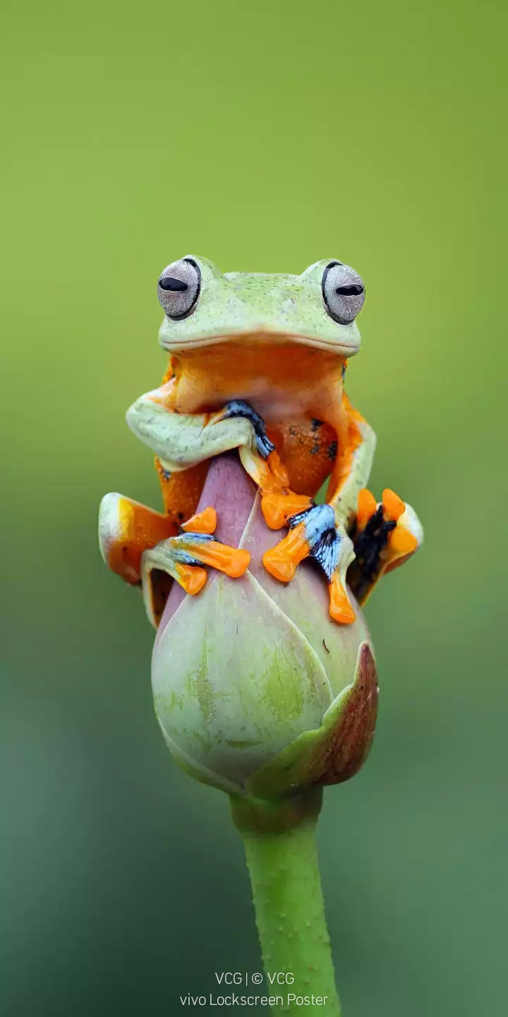 Frog and lotus flower.