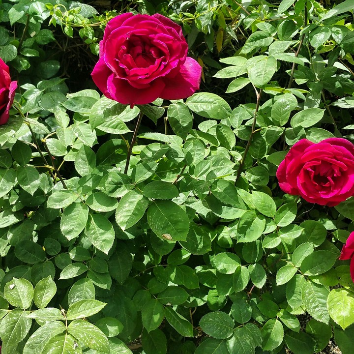 Jerusalem Flowers