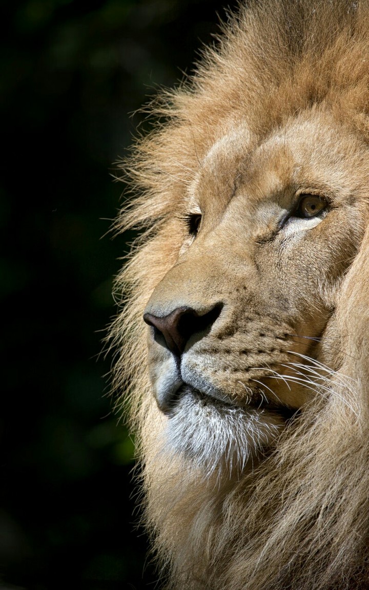 lion