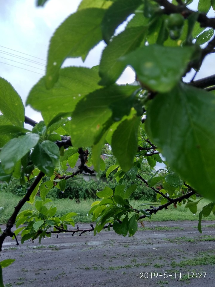 Зелёные краски, листья
