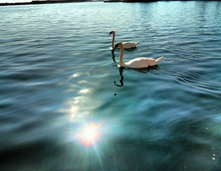 Swan