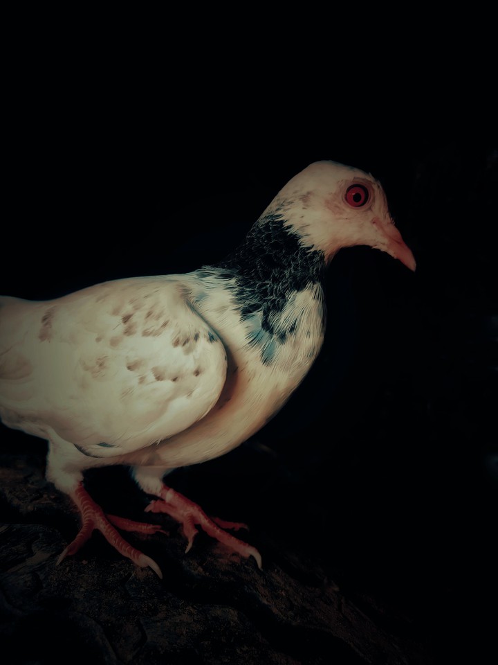 pigeon