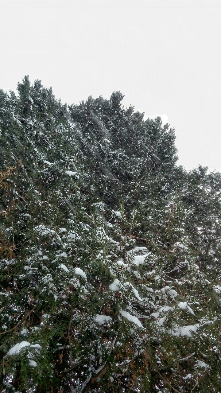 wintertree