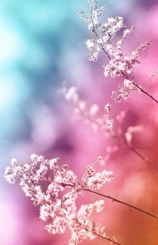 pastel paradise