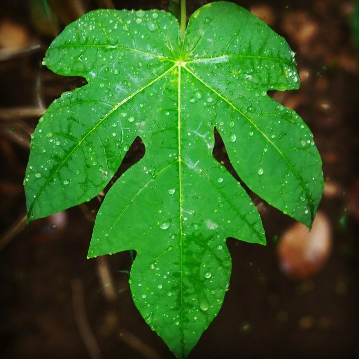Nature shot #first #rains #water #drops