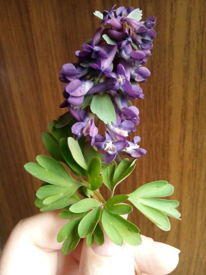 Corydalis