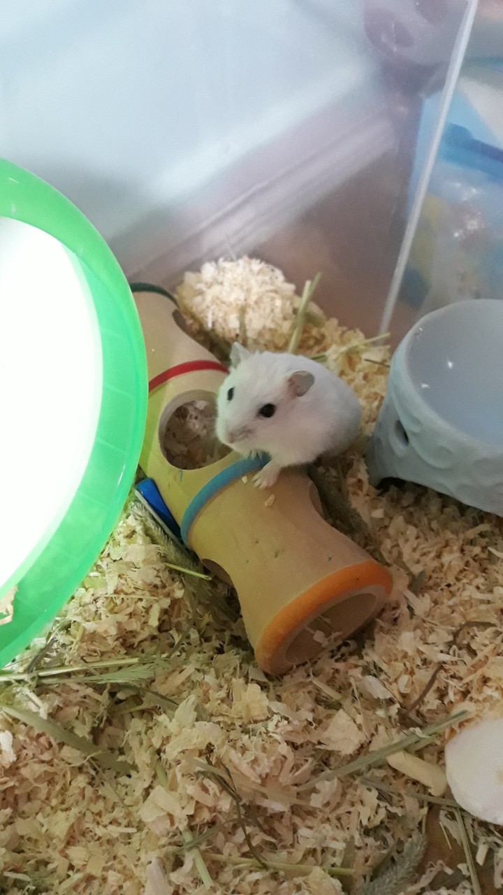 햄찌