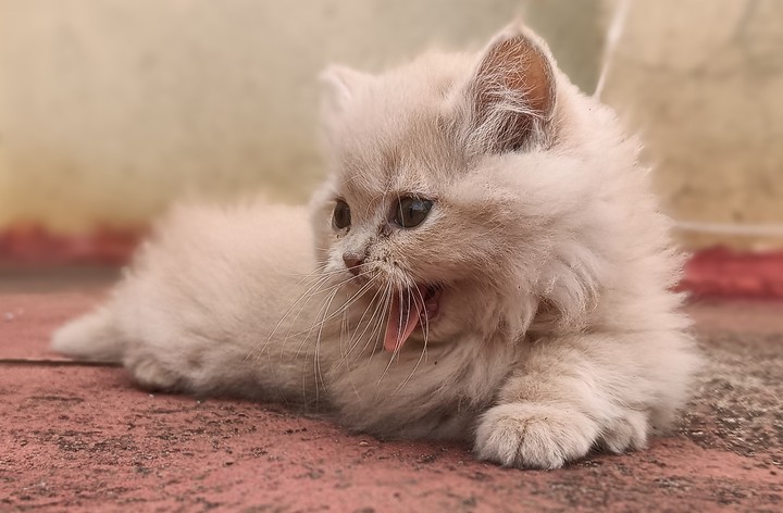 persian kitten❤ shadow ❤