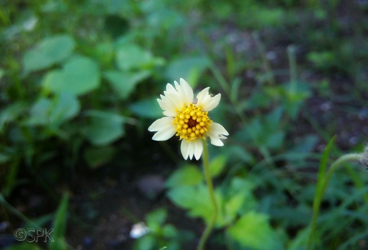 Little flower