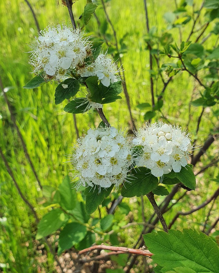 цветы