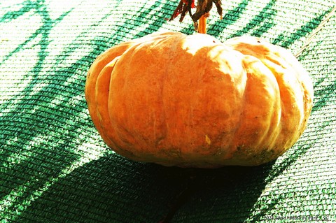 fondos de pantalla Pumpkin, Ingredient