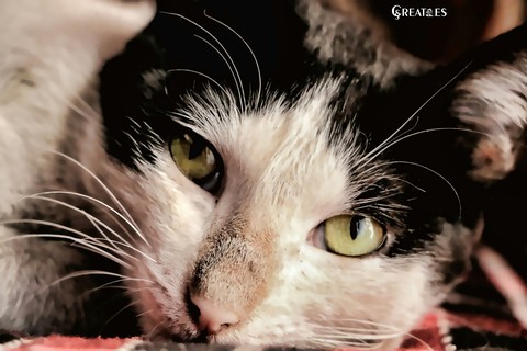 cat eyes