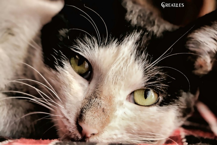 cat eyes