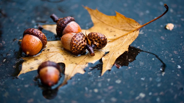 Aroma of autumn❤
