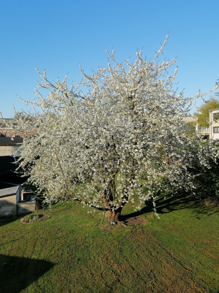 Cerisiers fleuri avec de belles fleurs blanches