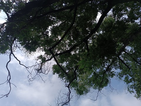 hình nền trunk, cloud
