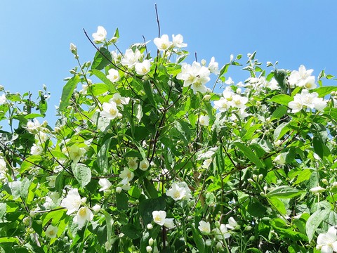 jasmine flower