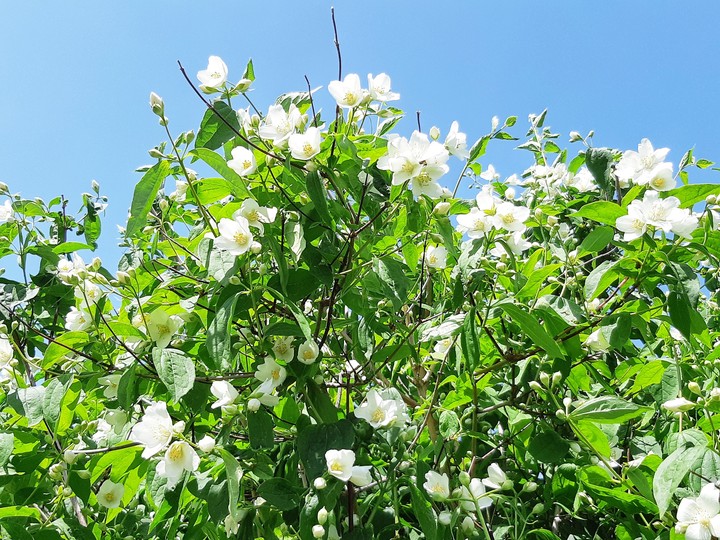 jasmine flower
