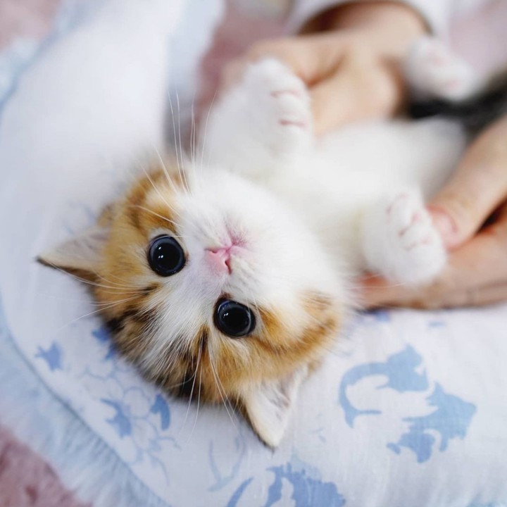 (｡◕‿◕｡✿)