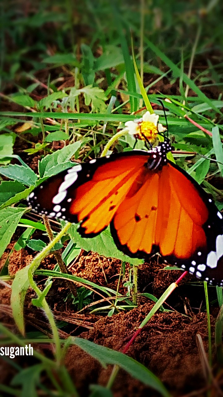 lovely butterflies....