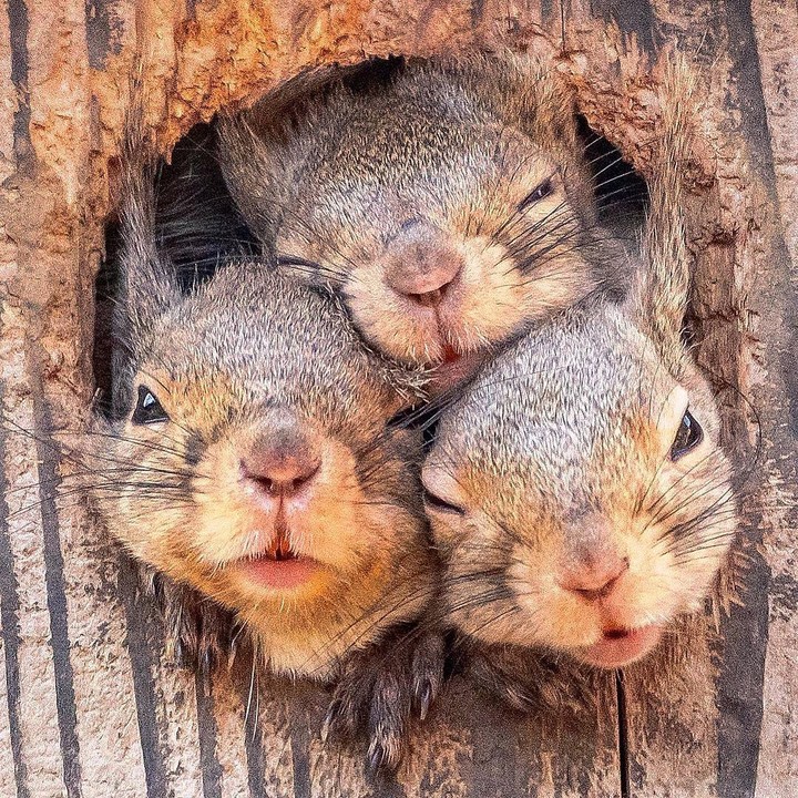 squirrels (;