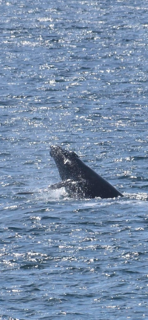 tapety mammal, whale