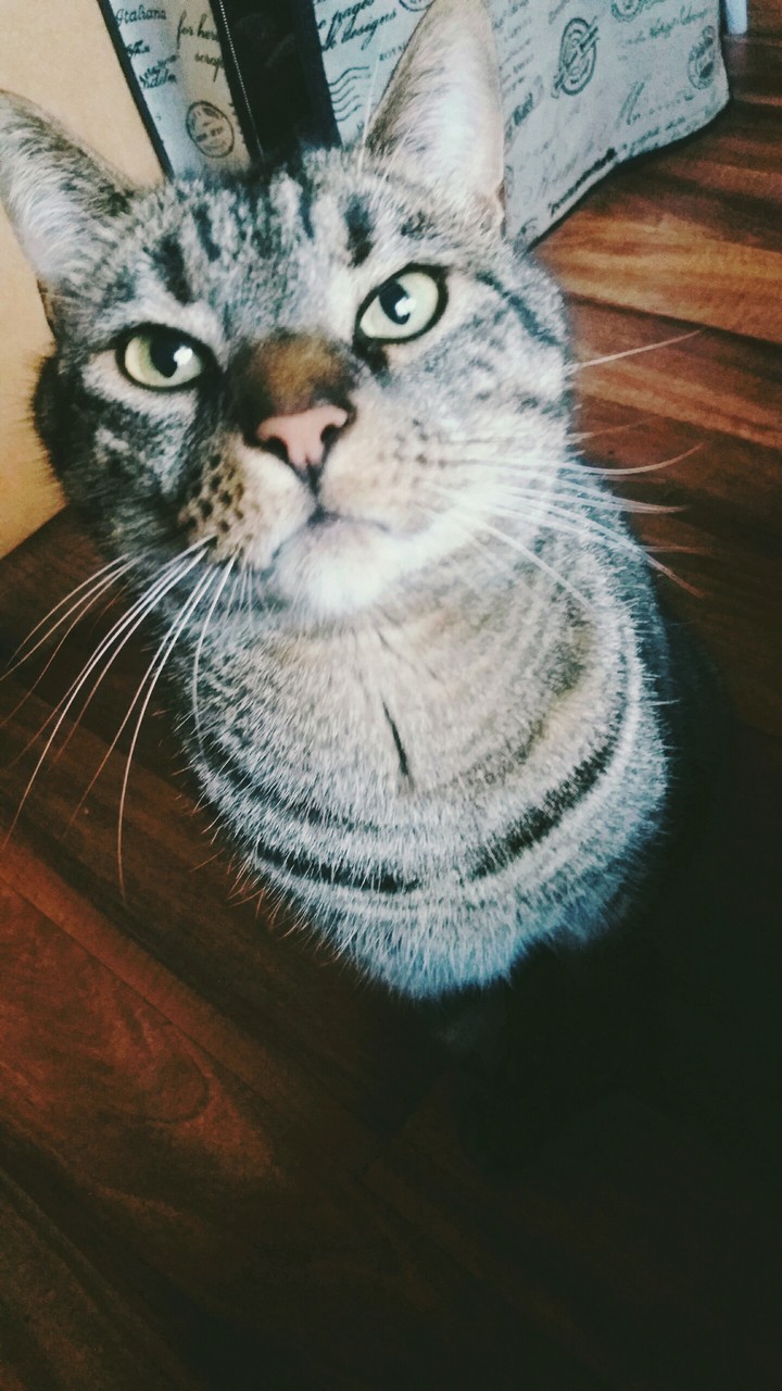 this is my cat
