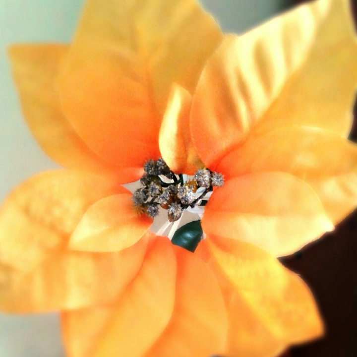 An orange  flower...
