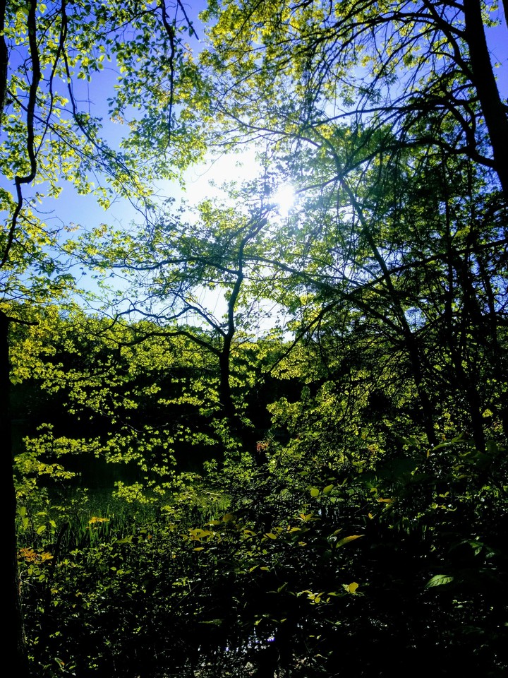 sunlight