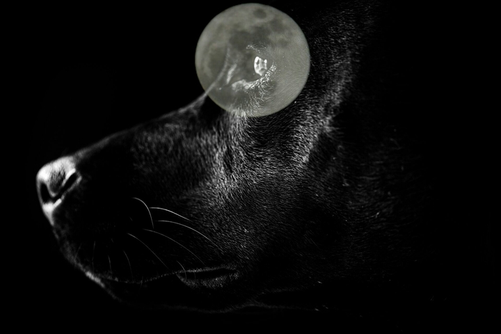the moon and the dog