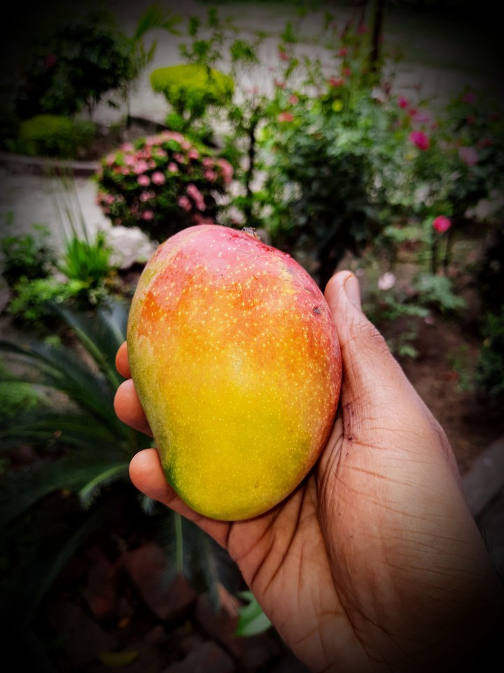 gulab khas ! mango ?