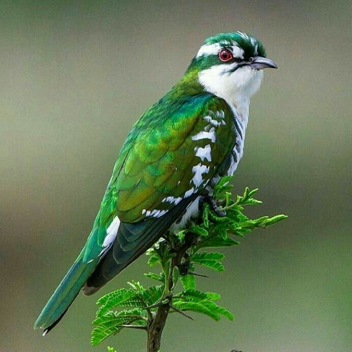 Bel oiseau vert !!!!