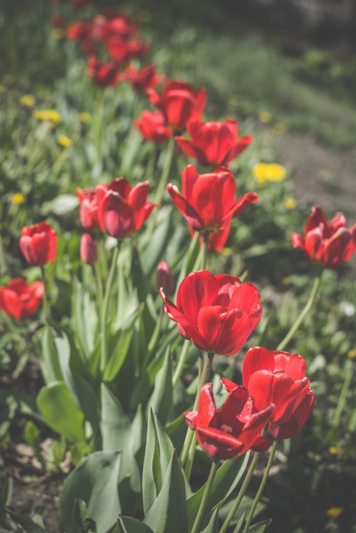 tulip 2