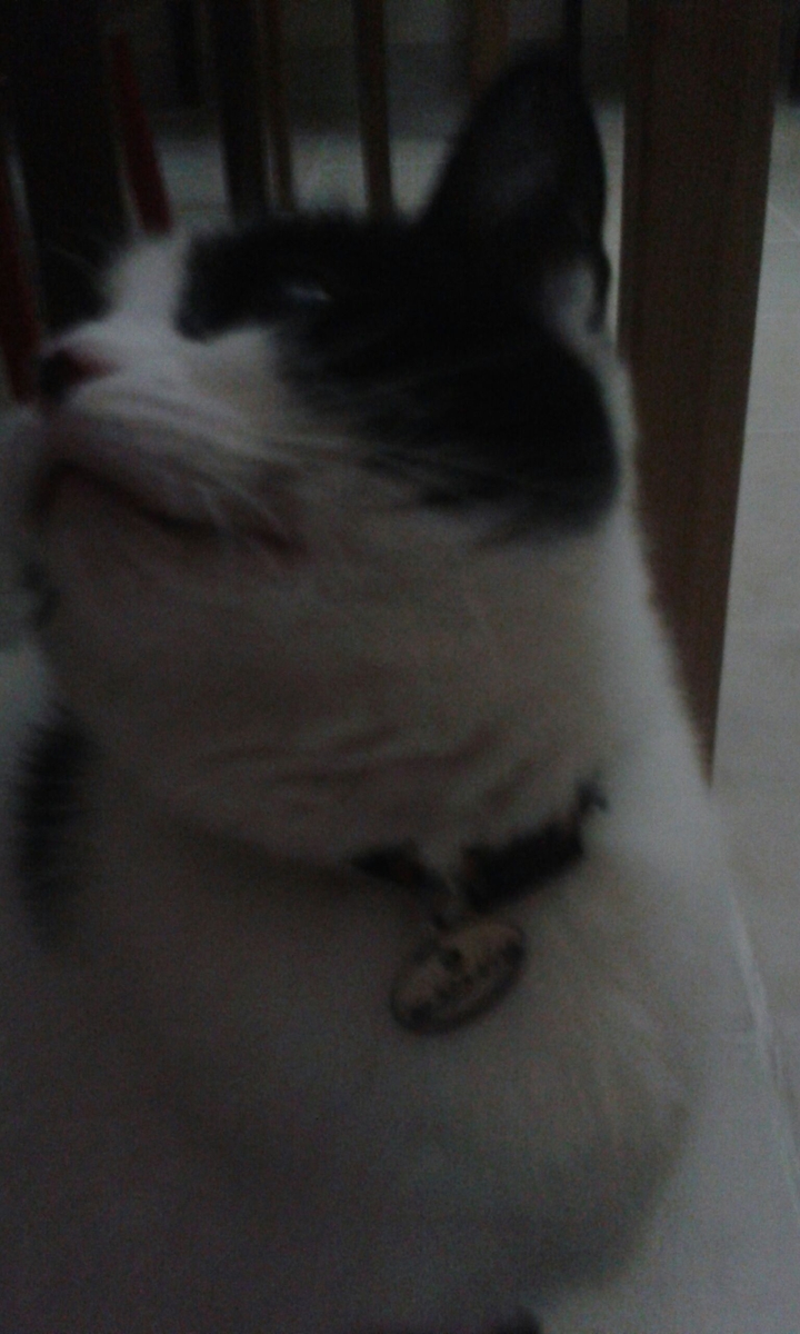 Maszat cat