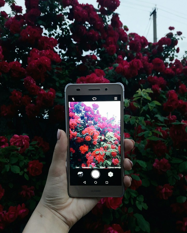 flower