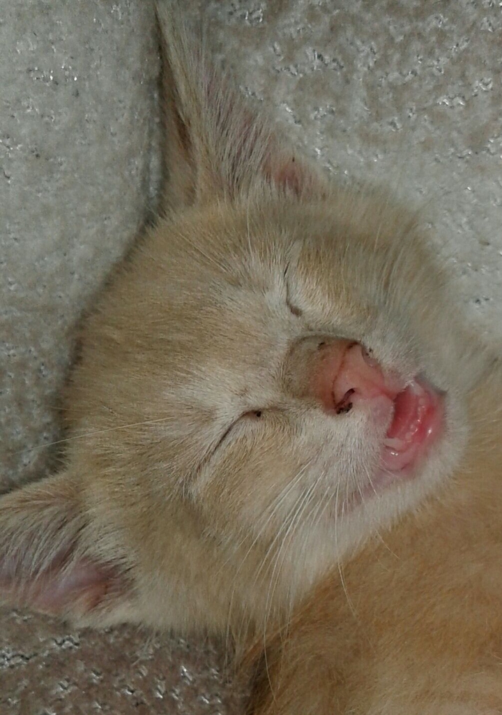 котік мур котік