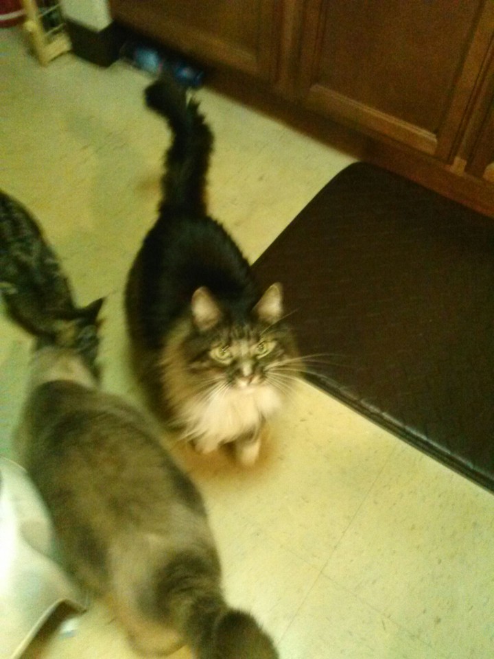 cats