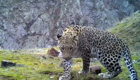 обои Leopard, Jaguar