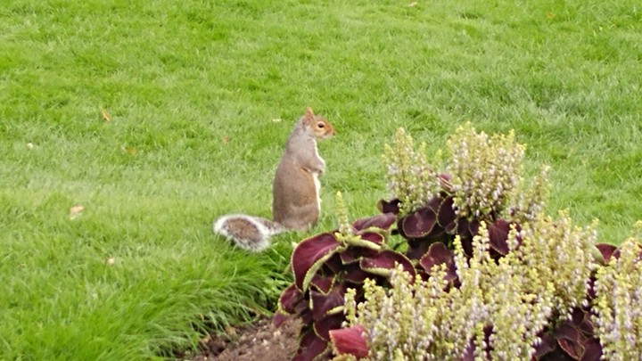 Squirrel