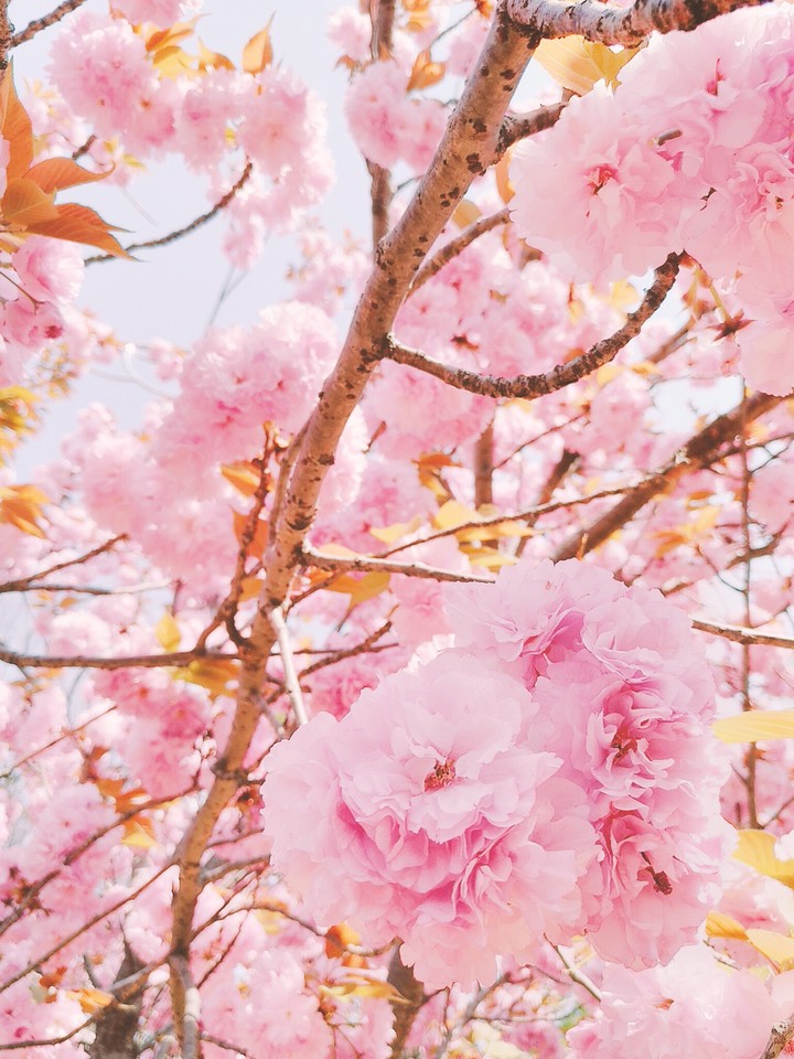 donarium cherry
