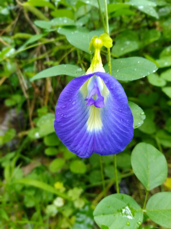 @my click