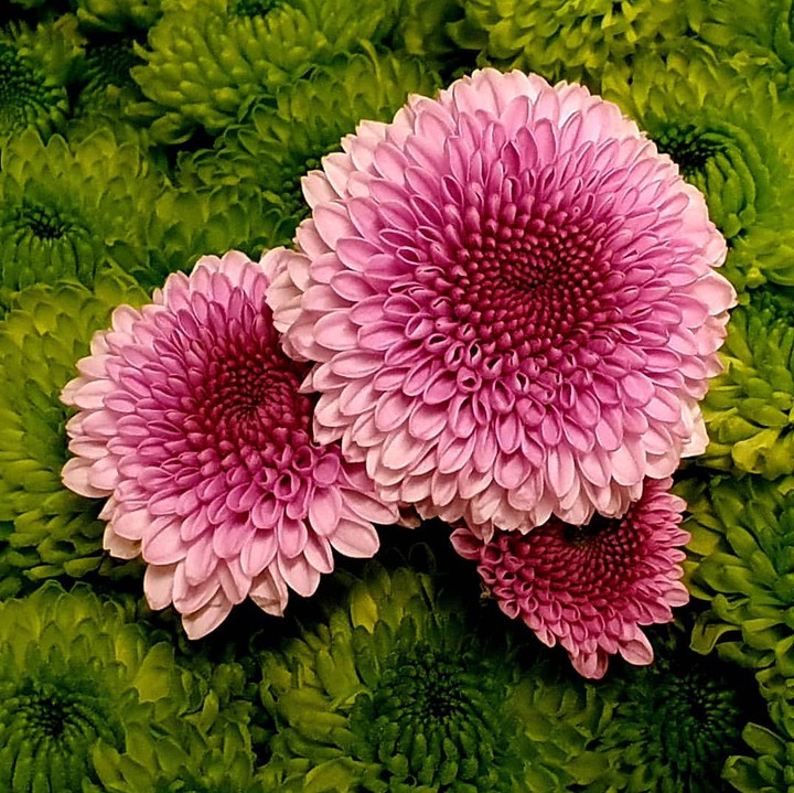 chrysanthemum