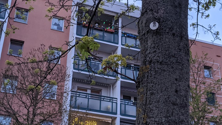 littletreesonbigtree