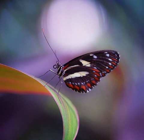 butterfly, invertebrate duvar kağıtları