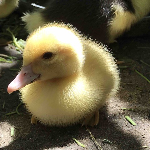duckling ?