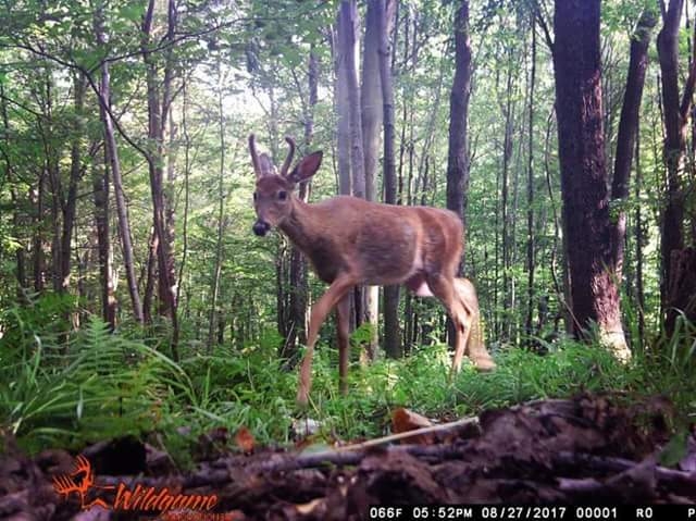 whitetail deer