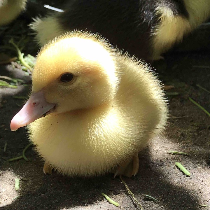 duckling ?