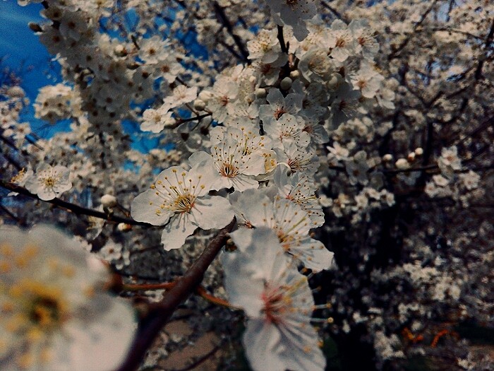 white flowers