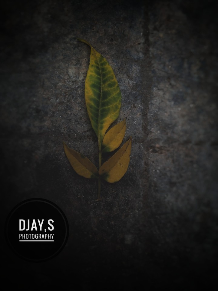 LEAF